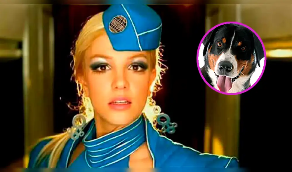 Twitter: perro canta por accidente “Toxic” de Britney Spears y los usuarios enloquecen [VIDEO]