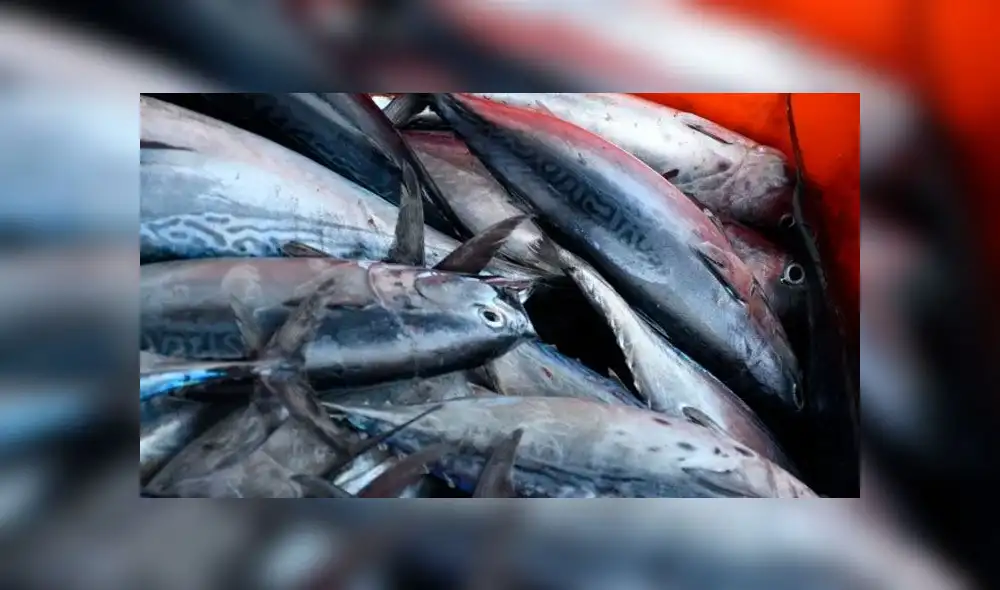 Peces. Foto: Referencial