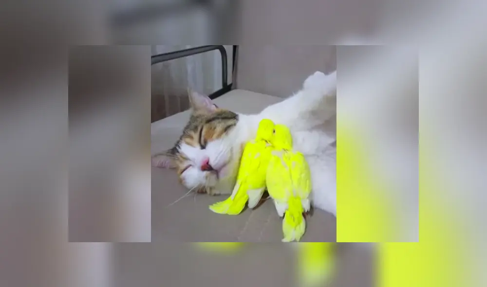 Desliza a la izquierda para conocer más sobre este nuevo video viral de Facebook. Foto: Captura.