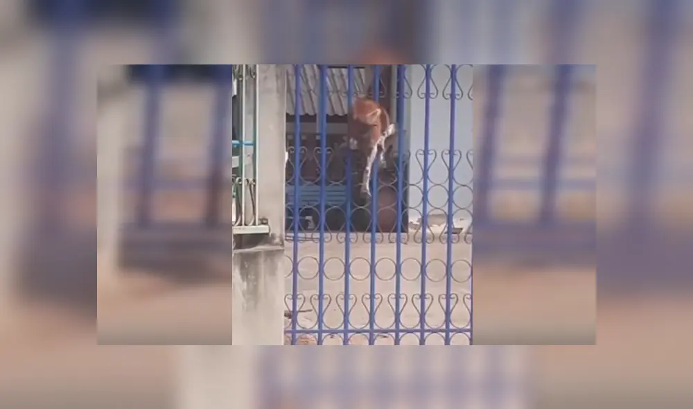 Vía Facebook, se hizo viral la divertida escena que protagonizó un astuto can para salir a la calle pese a estar encerrado