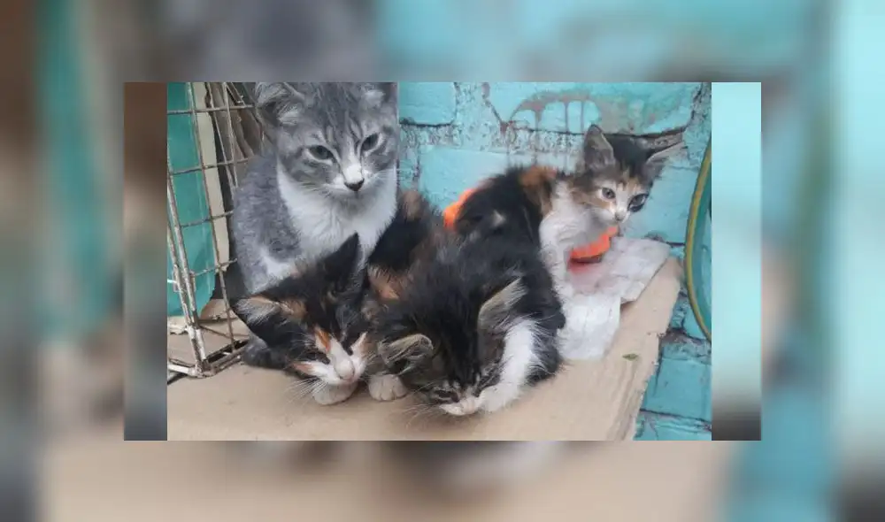 Buscan hogar para gatitos abandonados en parque de San Martín de Porres Buscan hogar para gatitos abandonados en parque de San Martín de Porres