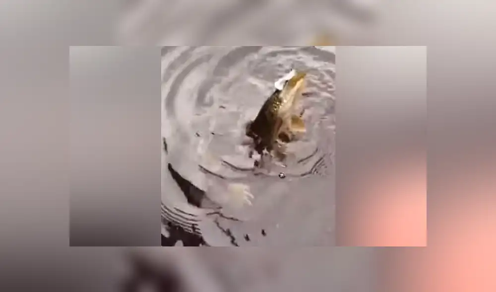 Hombre pesca un pez y extraña criatura emerge del río para devorar su presa [VIDEO] 