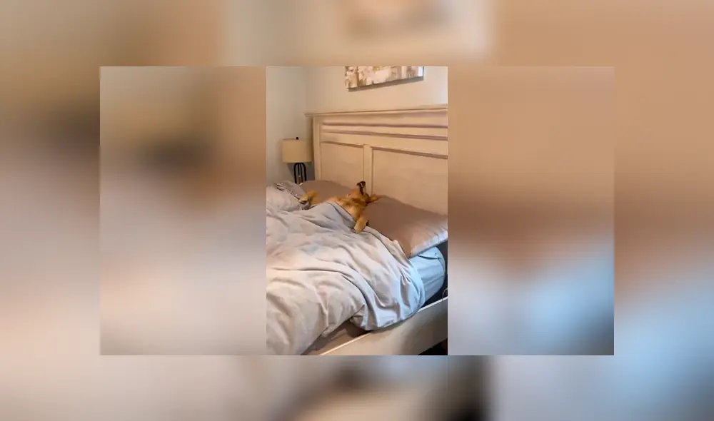 Desliza las imágenes para apreciar la travesura de un perro al aprovechar la ausencia de su dueño en casa. Foto: Captura.