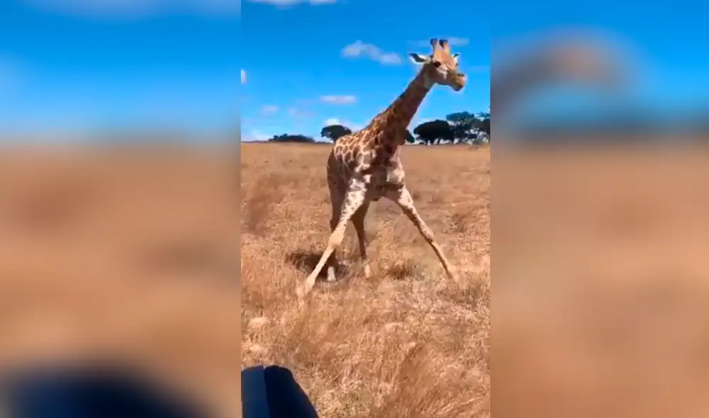 Facebook - animales Facebook - animales