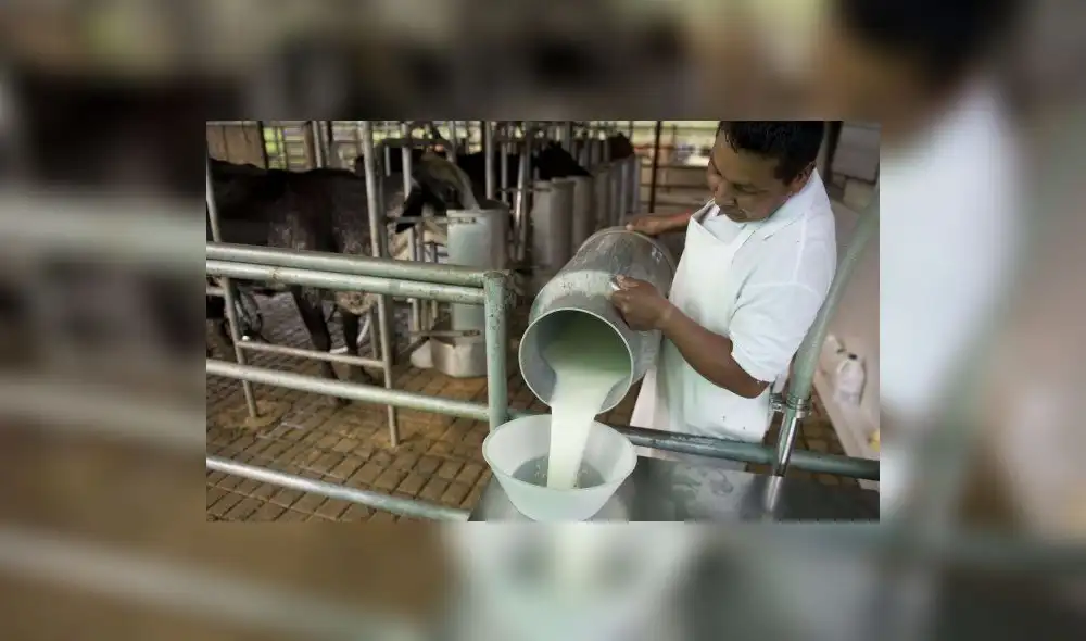 Gloria importó 216 mil toneladas de leche en polvo para elaborar sus productos