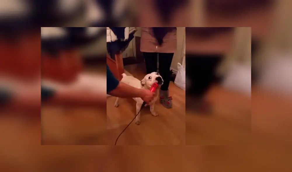 En Facebook, un curioso perro quiso ‘interpretar’ una graciosa canción al acompañar a su dueña en el karaoke.