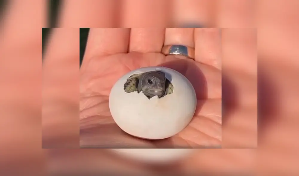 En Facebook, un joven se topó con un misterioso huevo que escondía un conmovedor secreto. En Facebook, un joven se topó con un misterioso huevo que escondía un conmovedor secreto.