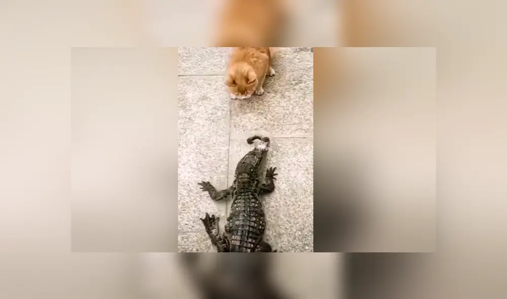 A través de Facebook se hizo viral este curioso enfrentamiento entre un gato y un cocodrilo por un poco de comida.