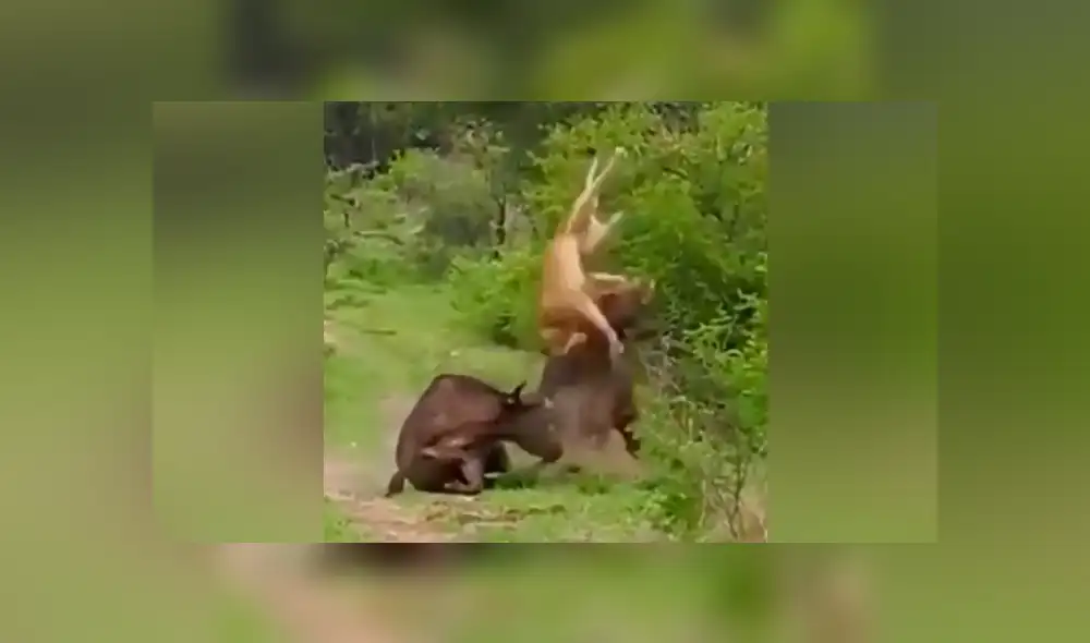 YouTube viral: Búfalo hace volar por los aires a hambriento león para salvar a su amigo [VIDEO]