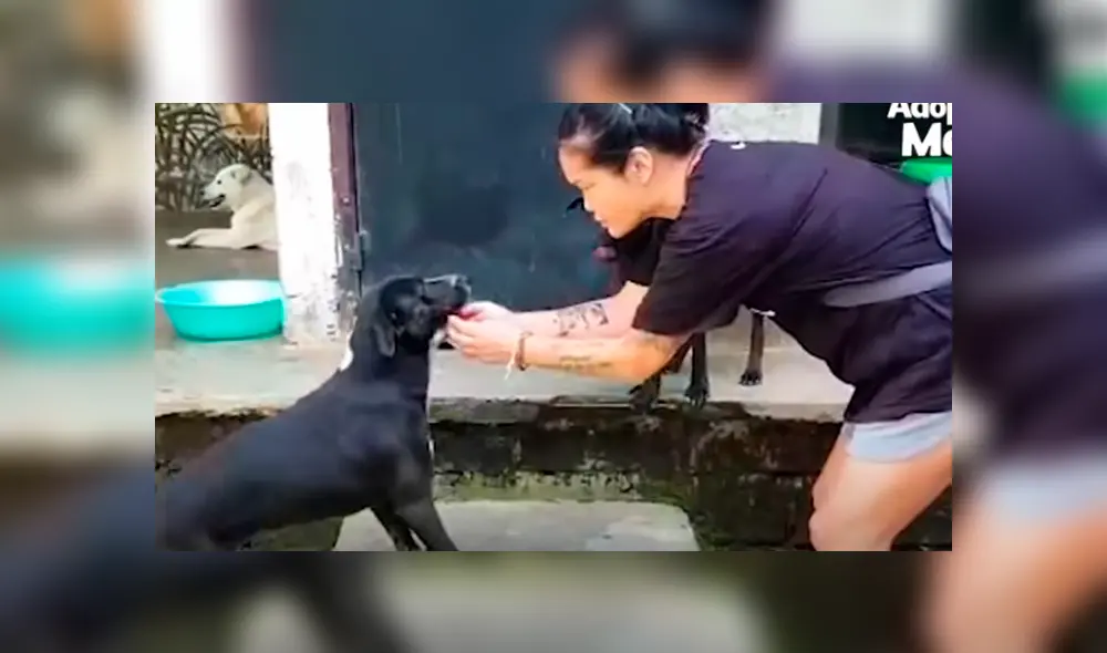 Desliza hacia la izquierda para ver cómo luce el perro que se volvió viral en Facebook. Desliza hacia la izquierda para ver cómo luce el perro que se volvió viral en Facebook.