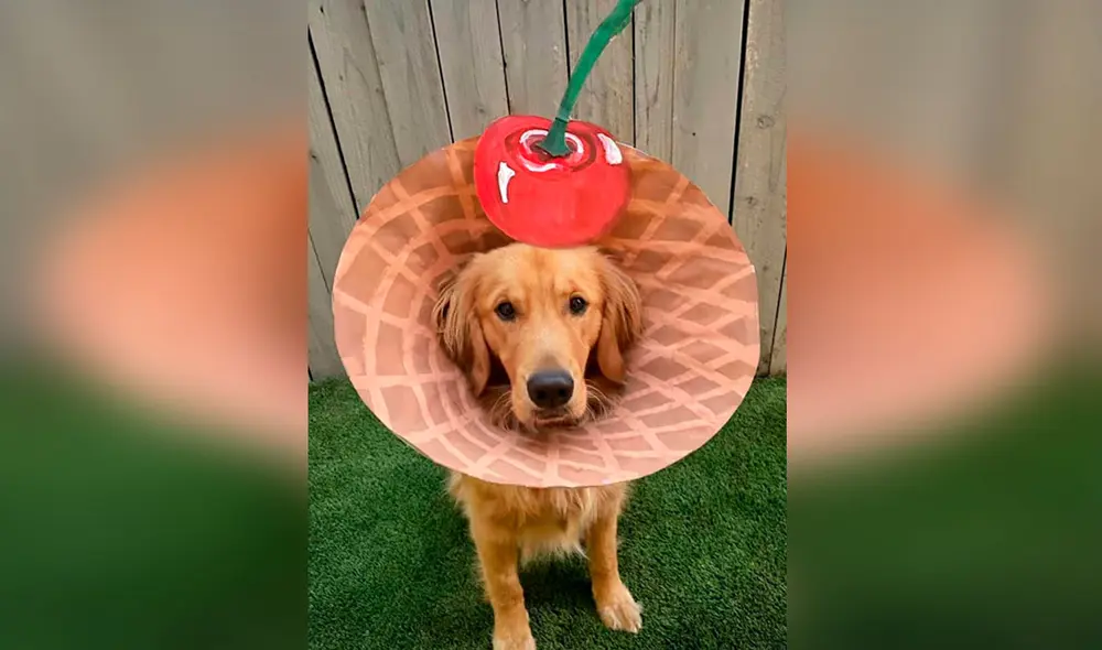 Desliza las imágenes para ver los creativos diseños que creó una joven cuando su perro llevó un cono isabelino en el cuello. Foto: Facebook