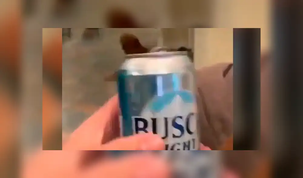 Sorprendente video viral en que perro entrega la cerveza a su dueño.