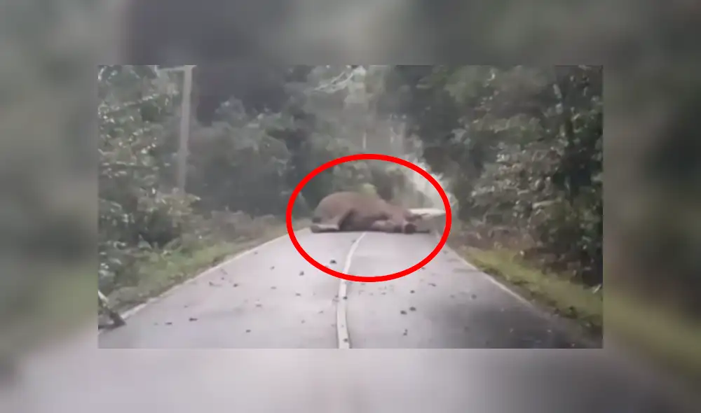 En Facebook, un joven recorría una carretera para cumplir con su jornada laboral, pero fue sorprendido por un gigantesco elefante. En Facebook, un joven recorría una carretera para cumplir con su jornada laboral, pero fue sorprendido por un gigantesco elefante.