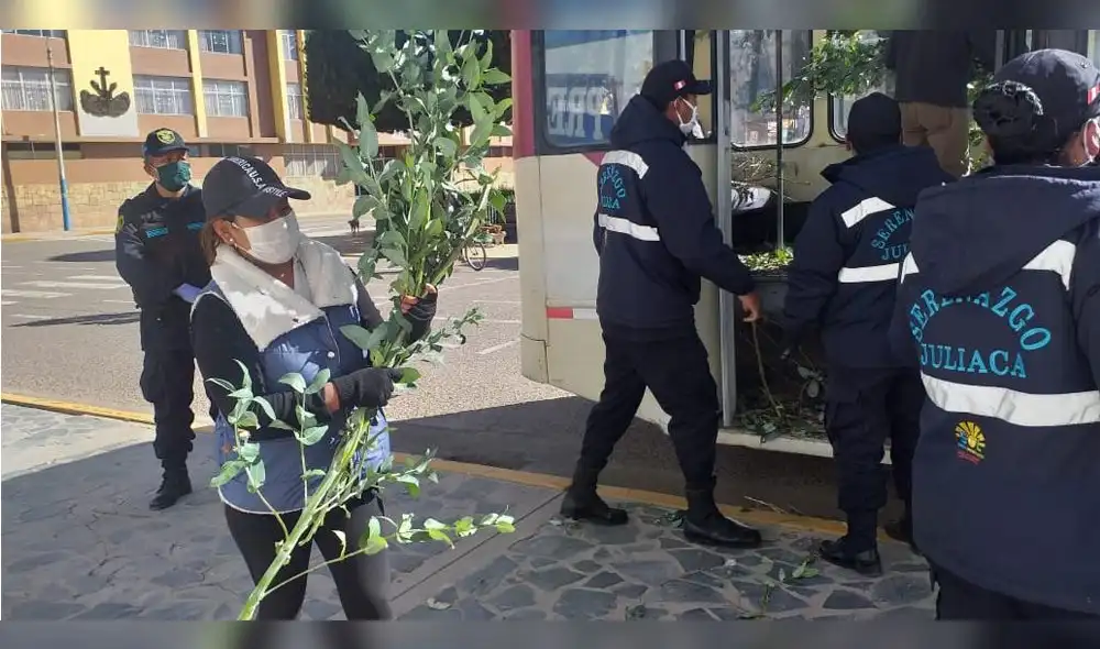 Planta destaca por sus bondades medicinales y desinfectantes.