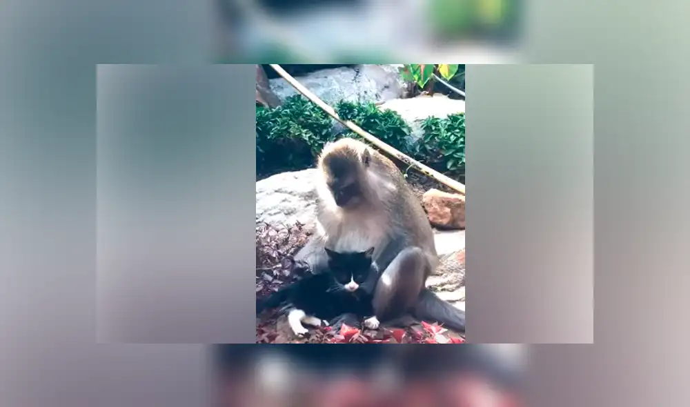 Desliza hacia la izquierda para ver el conmovedor encuentro de los animales. Escena viral de YouTube.