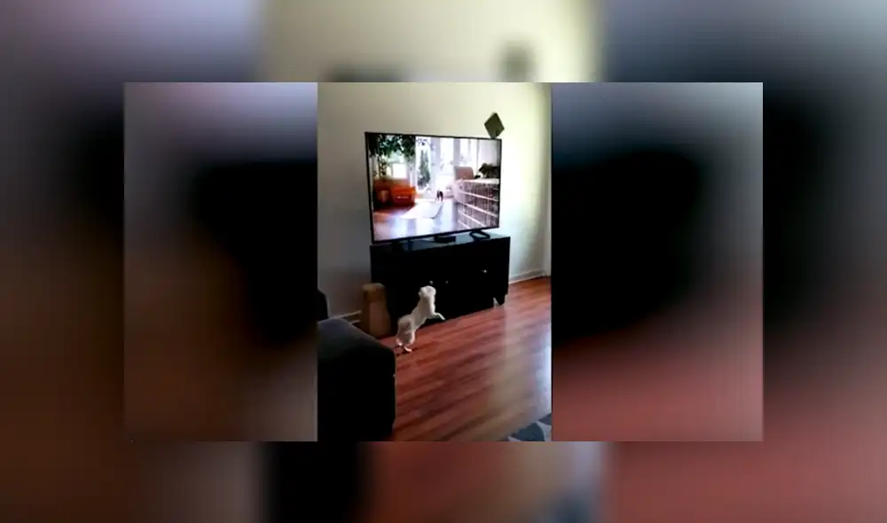Desliza las imágenes para observar la emotiva reacción de un perro al notar a otros animales en la televisión. Desliza las imágenes para observar la emotiva reacción de un perro al notar a otros animales en la televisión.