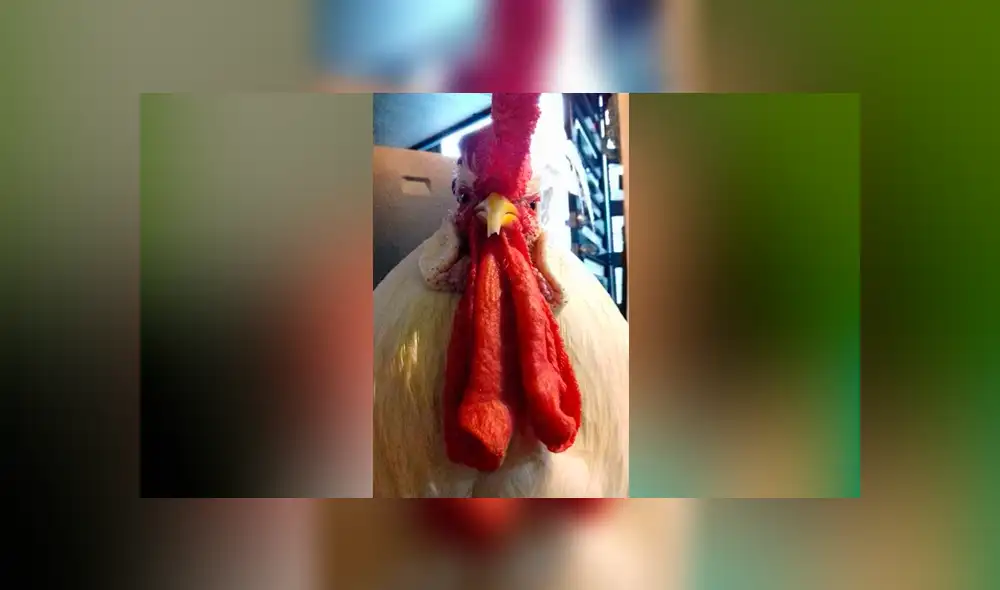Facebook viral: joven se gradúa junto a su gallo a quien rescató cuando era un pollito pintado [FOTOS]