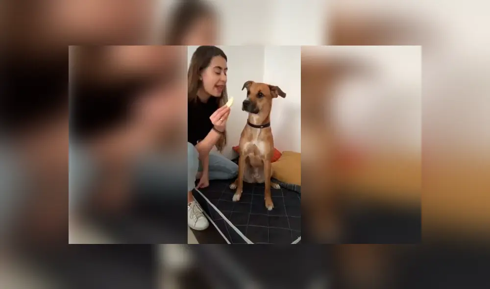 Desliza las imágenes para conocer el inesperado comportamiento de un perro al ser desafiado por su dueña.