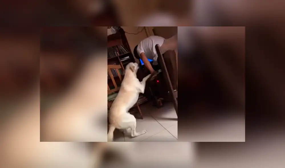 Desliza las imágenes hacia la izquierda para conocer el duro comportamiento de un perro para vigilar a su dueño.