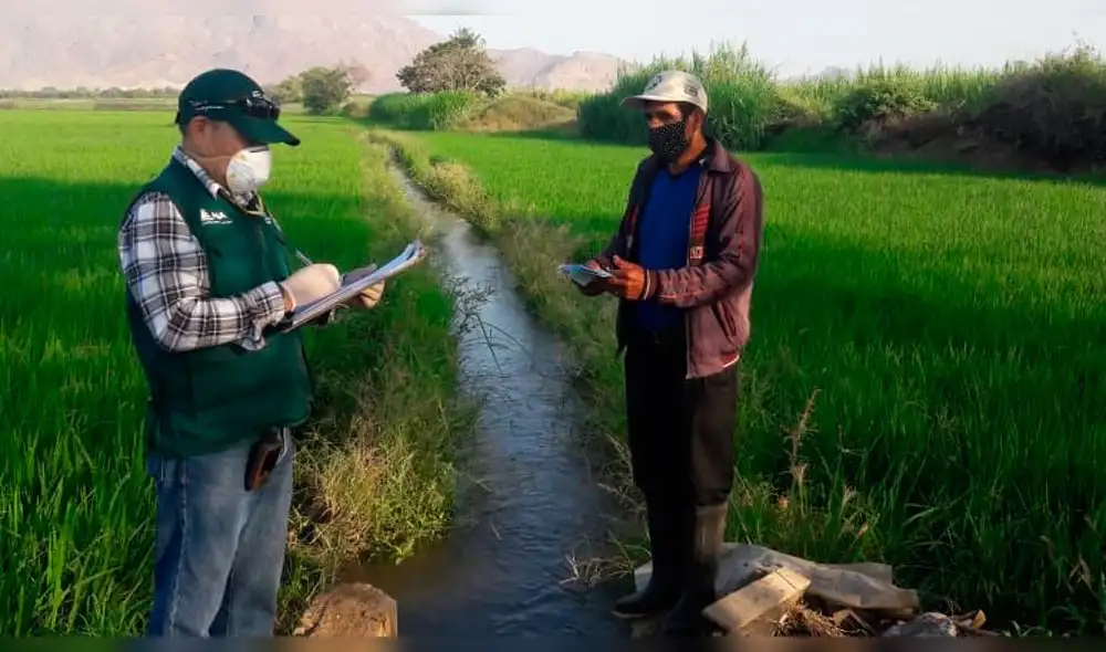 Sembrios en Zaña Sembrios en Zaña