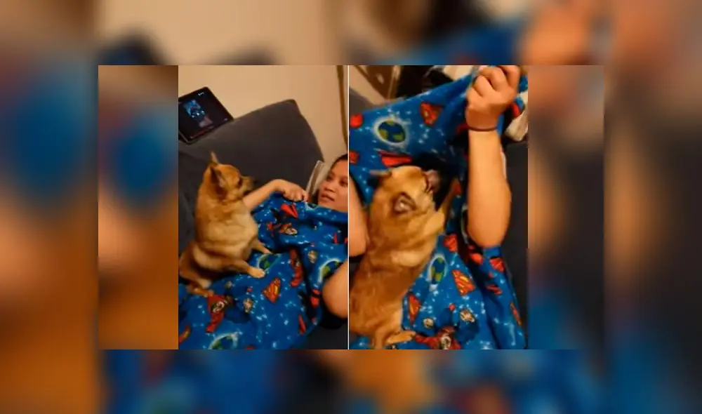 Desliza las imágenes para ver la dramática reacción que tuvo un cachorro al creer que su dueña había desaparecido. Foto: RM Videos