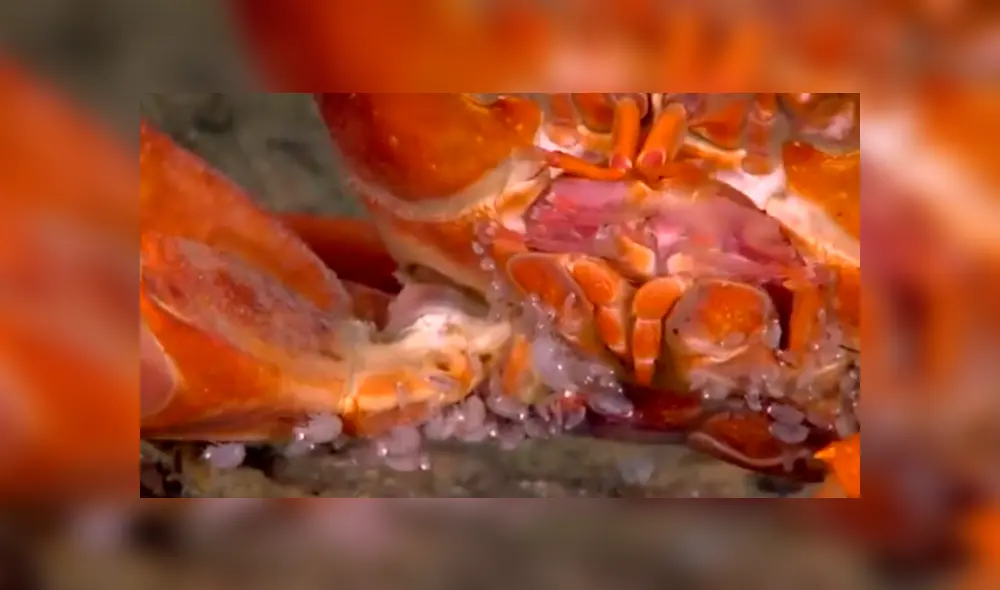 Un grupo de buzos se topó con un cangrejo devorando a sus crías.