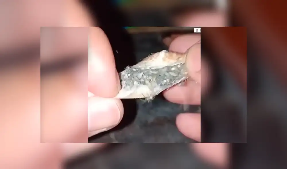 YouTube viral: joven encuentra extraña ‘bolsa’, la abre y descubre cientos de criaturas bebés en su interior