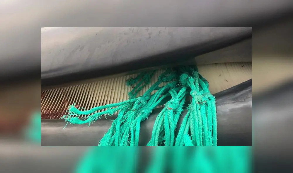Ballena embarazada muere luego de quedar atrapada en red de pesca [FOTOS]