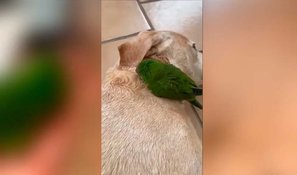 Desliza las imágenes para ver algunas escenas de esta simpática pareja de animales que ahora son inseparables. Foto: captura de Twitter/Verónica Mangú Dávila Ellis