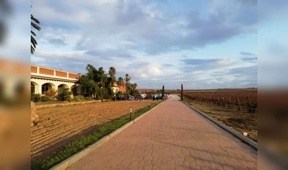 Empresas impulsan el desarrollo del primer clúster vitivinícola en el Perú