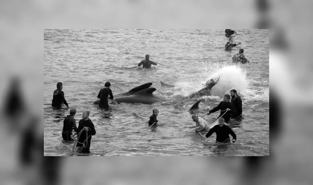 Los animales son llevados hasta la bahía y matados con cuchillos. Foto: www.vp.fov.