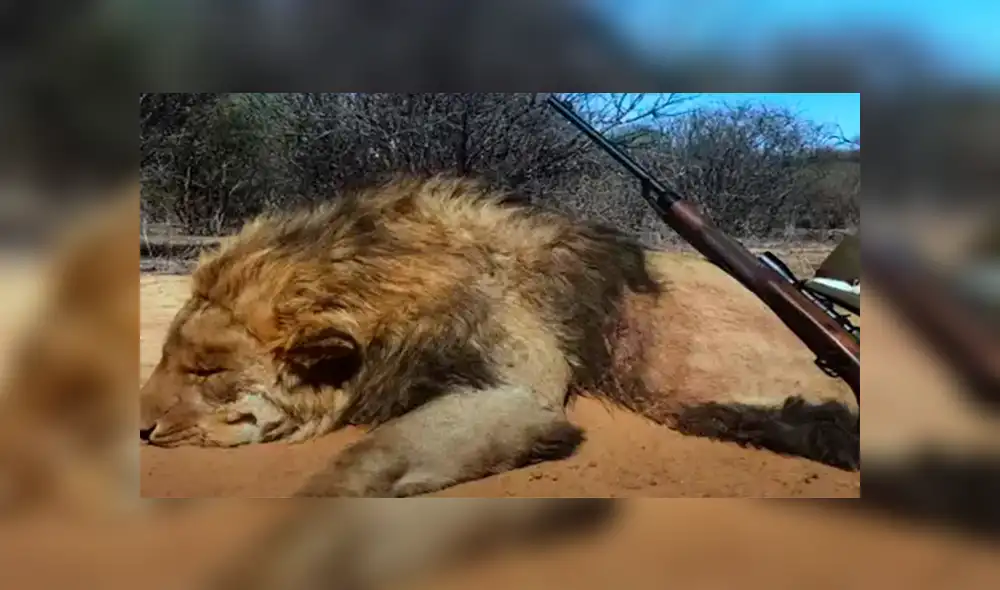 Ashcroft realiza una campaña para prohibir la cría de leones en cautiverio en Sudáfrica. (Foto: Daily Mail)