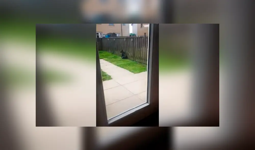 Desliza las imágenes para apreciar la curiosa acción de una perrita para reunirse con su ‘amigo’ y recibir unos mimos. Foto: Captura.