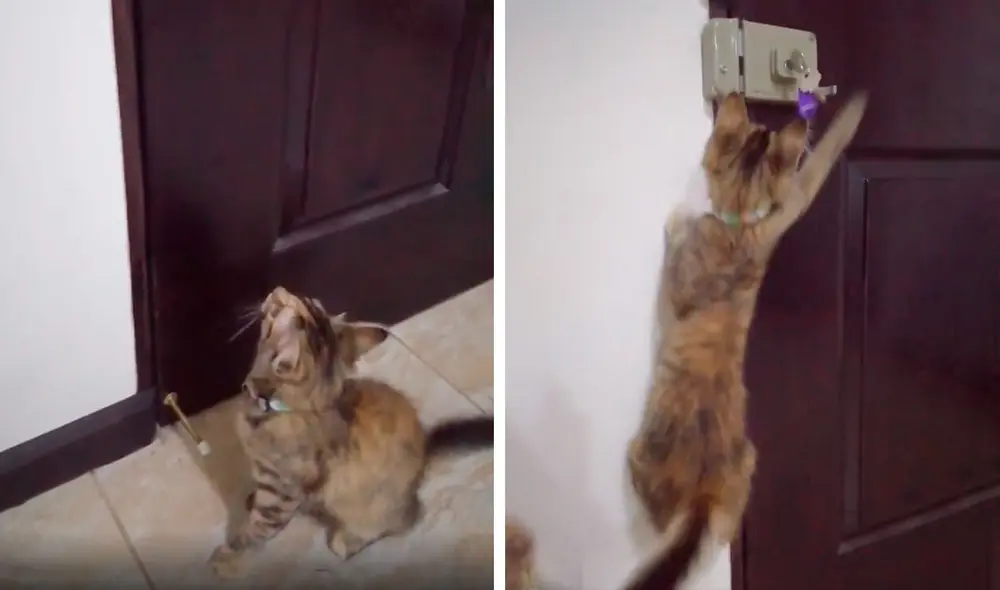 Desliza las imágenes para conocer la acción de una gatita al tratar de persuadir a su dueña para ir a la calle. Foto: captura de Facebook