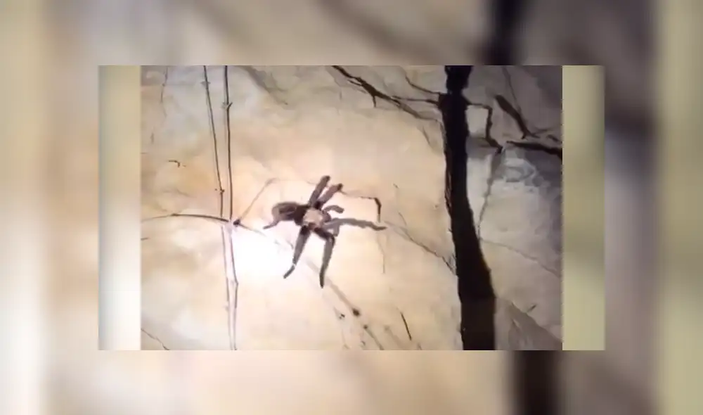 Facebook viral: Chico madruga para ir al baño y se topa con peligrosa criatura que lo quería atacar [VIDEO] 