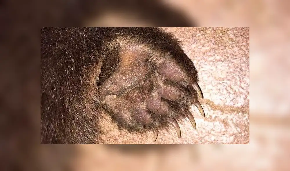 Desliza la imagen de Facebook para ver todas las conmovedoras fotos. Desliza la imagen de Facebook para ver todas las conmovedoras fotos.