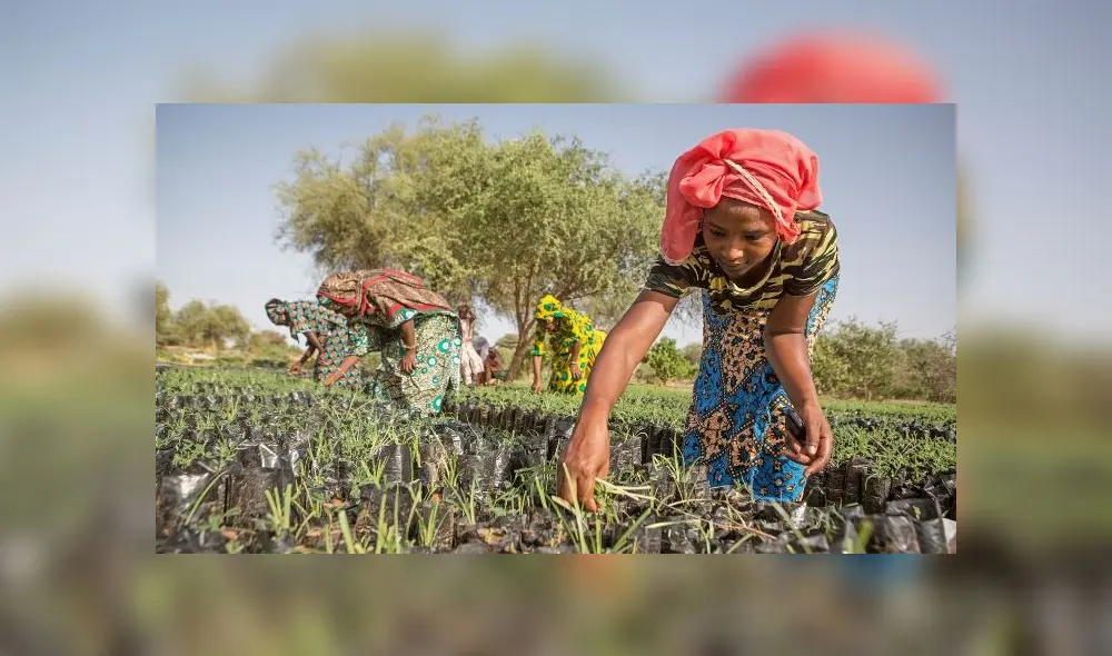 Koyly Alpha, Senegal- A young woman, part of the Women’s Association of Koyly, pulls weeds from seedlings that will be planted in a parcel contributing the Great Green Wall Project in Koyly Alpha, Senegal on Friday, August 2, 2019.
200 women belong to the “Nanandiral Antent Koyly” (the Women’s Association of Koyly) and care for tens of thousands of seedlings that will be planted over 5 hectares in the region. They are paid 55.000CFA per season and planted 71,650 seedlings this past season alone with a 42% survival rate.
(Jane Hahn for Time) Koyly Alpha, Senegal- A young woman, part of the Women’s Association of Koyly, pulls weeds from seedlings that will be planted in a parcel contributing the Great Green Wall Project in Koyly Alpha, Senegal on Friday, August 2, 2019.
200 women belong to the “Nanandiral Antent Koyly” (the Women’s Association of Koyly) and care for tens of thousands of seedlings that will be planted over 5 hectares in the region. They are paid 55.000CFA per season and planted 71,650 seedlings this past season alone with a 42% survival rate.
(Jane Hahn for Time)