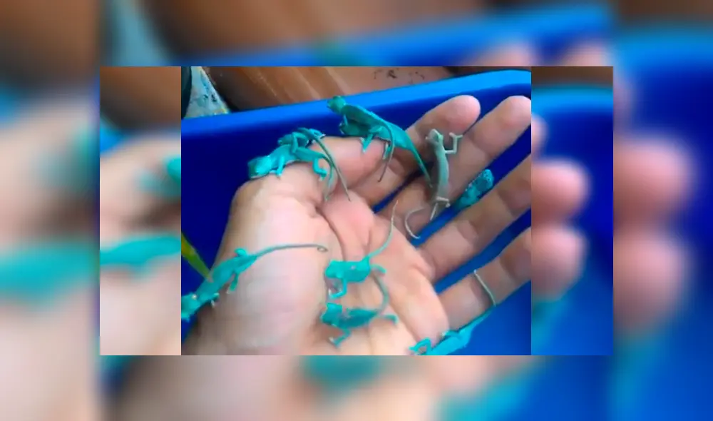 Video es viral en YouTube. Un joven encontró un nido de camaleones y cuando intentó coger a estas pequeñas criaturas se llevó una tremenda sorpresa que nadie hubiera imaginado. Foto: Captura.