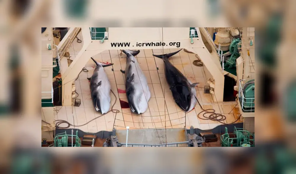 caza ballenas Japón