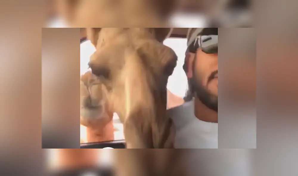 Un joven sufrió el feroz ataque de un par de camellos, mientras realizaba una transmisión en vivo para Facebook. Un joven sufrió el feroz ataque de un par de camellos, mientras realizaba una transmisión en vivo para Facebook.