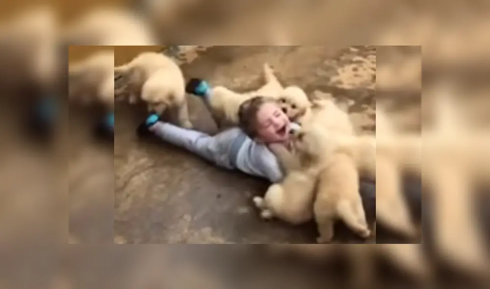 Desliza las imágenes para ver más sobre esta tierna escena protagonizada por un niño y unos cachorros. (Foto: captura) Desliza las imágenes para ver más sobre esta tierna escena protagonizada por un niño y unos cachorros. (Foto: captura)