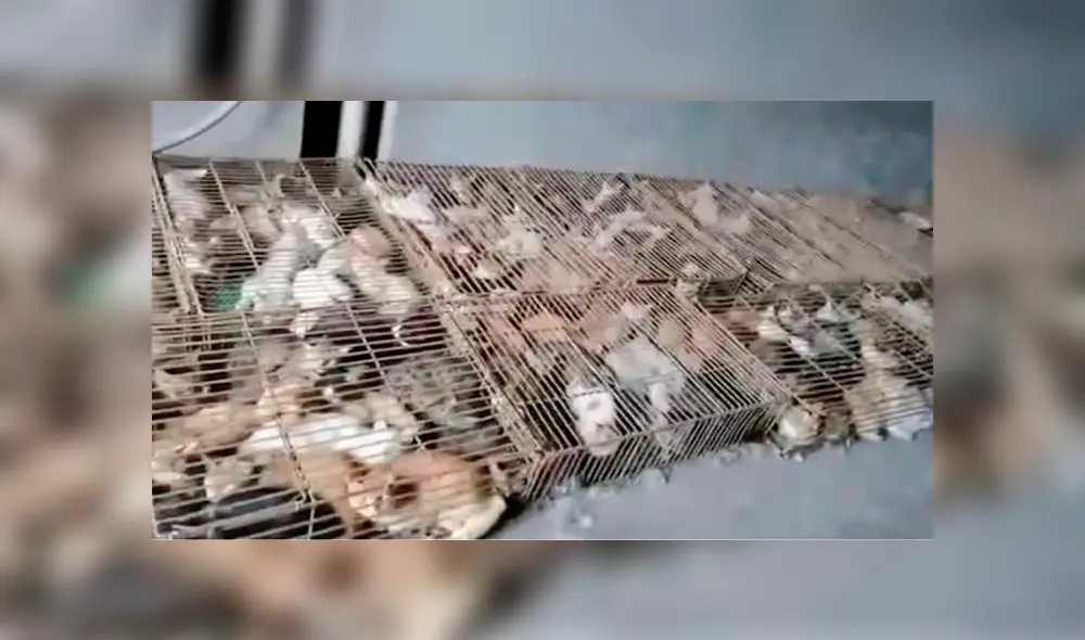 Un grupo de activistas movieron a las mascotas a otras jaulas adecuadas. (Foto: Daily Mail)