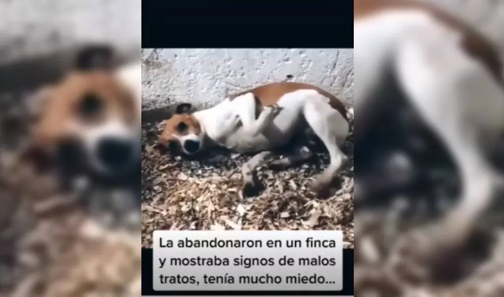 Las imágenes muestran la lamentable condición en que se encontraba 'Maggie'. Foto: Captura/TikTok/@yrinabaquero