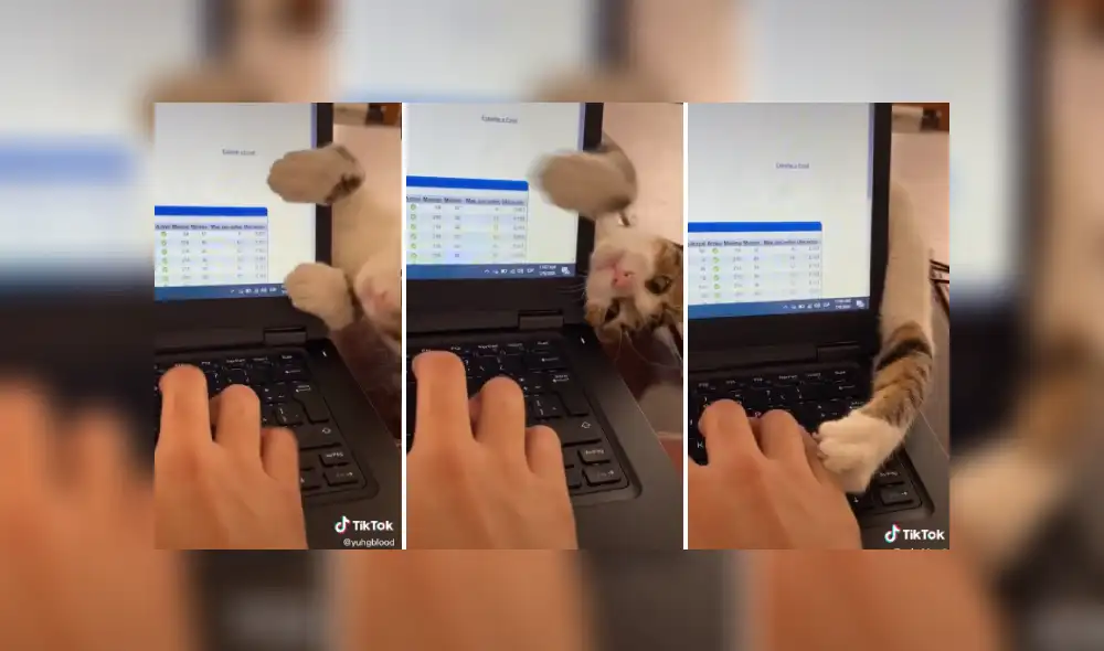 Desliza las imágenes para ver más de este intrépido gatito. (Foto: captura)
