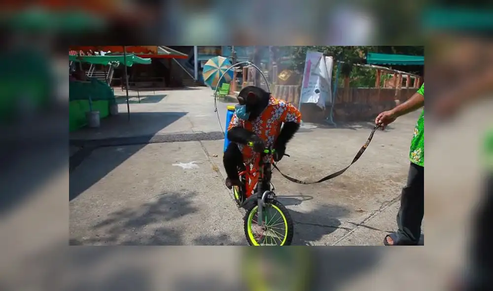 Tailandia: obligan a un mono a desinfectar zoológico sobre una bicicleta