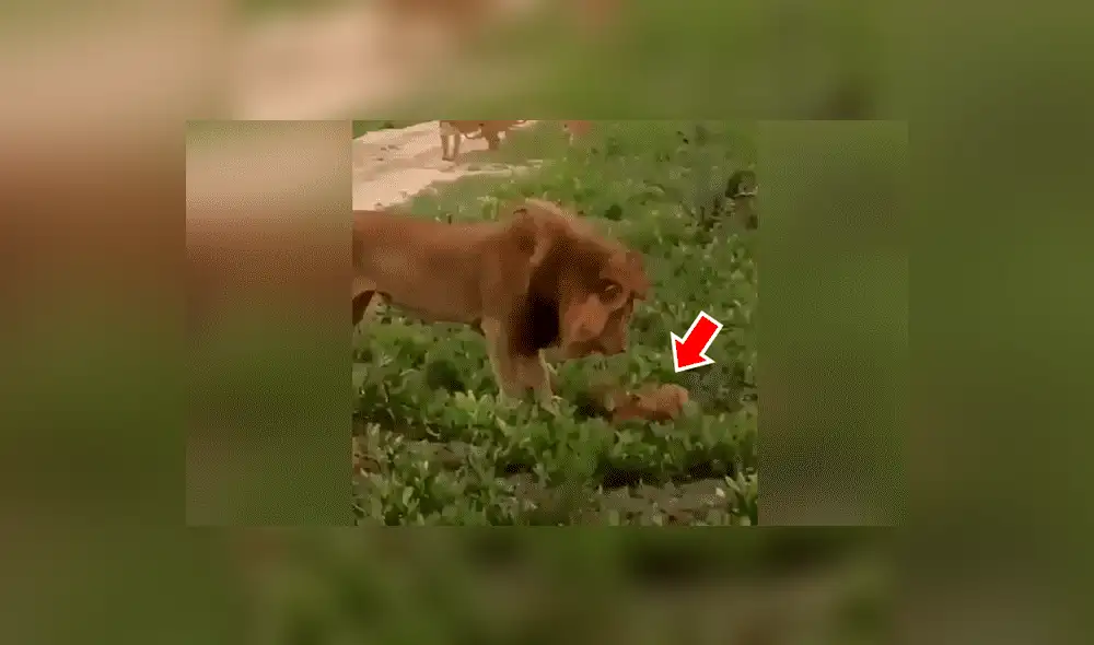 YouTube viral: León golpea a su cachorro, pero la madre lo descubre y le da su merecido [VIDEO] 