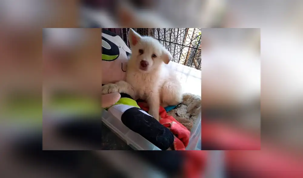 Desliza las imágenes hacia la izquierda para conocer la tierna acción de un pequeño al recordar a su perro. Fotocaptura: Facebook.