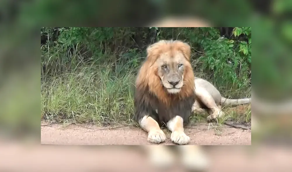 Desliza hacia la izquierda para ver la reacción que tuvo una manada de leones al toparse con los turistas. El video es viral en YouTube.