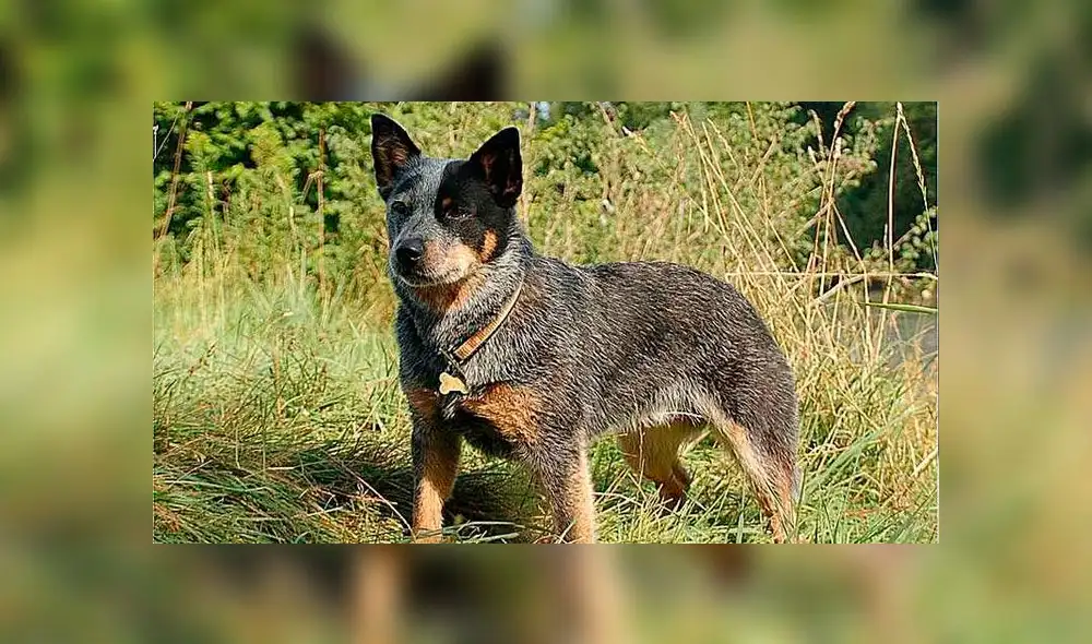 Dejaron a su perro en un refugio para animales y lo sacrificaron por error [FOTOS]