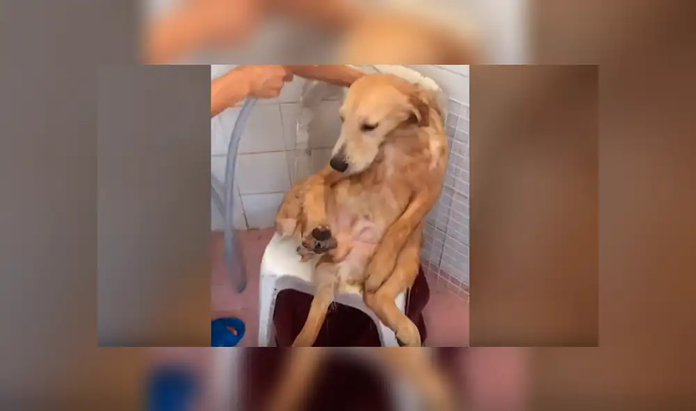 Facebook viral: Chico baña a perro por primera vez y queda en shock con su reacción [VIDEO] 